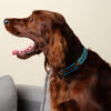 Collier Travis chien et chat