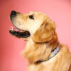 Collier Charlie chien et chat